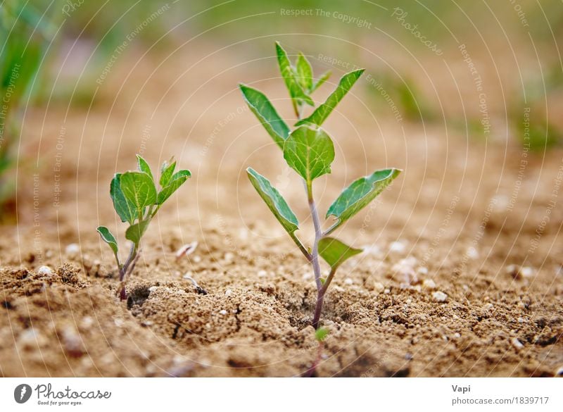 Kleine grüne Pflanze Leben Sommer Garten Gartenarbeit Umwelt Natur Erde Baum Gras Blatt Grünpflanze Nutzpflanze Wildpflanze Wüste Wachstum frisch klein