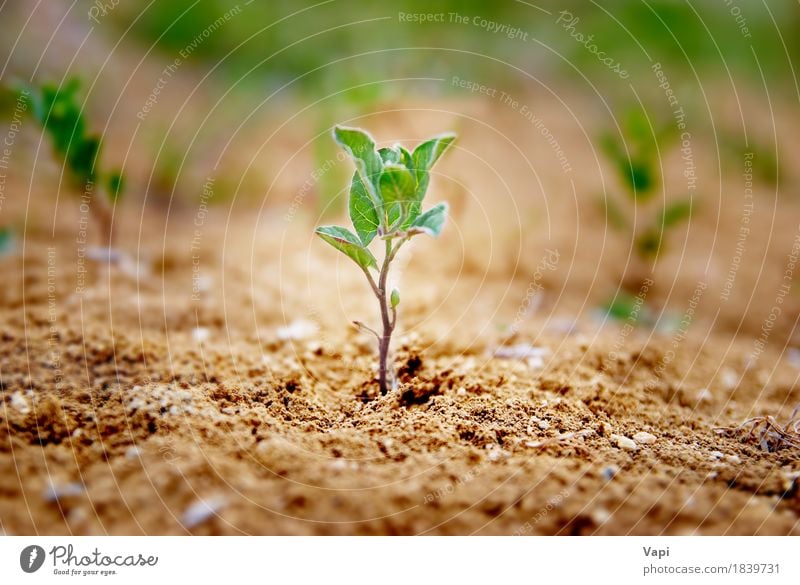 Ittle-Grünpflanze, die in der Wüste wächst Sommer Garten Gartenarbeit Umwelt Natur Landschaft Pflanze Erde Sand Frühling Gras Blatt Nutzpflanze Wildpflanze