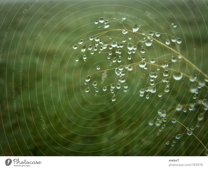 verperlt Makroaufnahme Menschenleer Landschaft Wassertropfen Pflanze Gras Wiese Natur rein Morgen frisch Tropfen zart unberührt filigran Halm