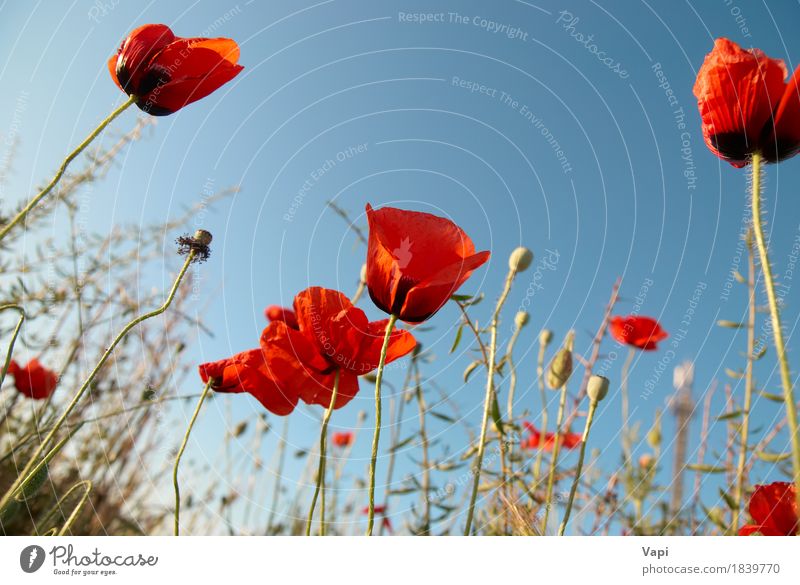 Schöne rote Mohnblumen Sommer Garten Natur Landschaft Pflanze Himmel Sonnenlicht Frühling Blume Gras Blüte Wiese Wachstum natürlich wild blau grün weiß Farbe