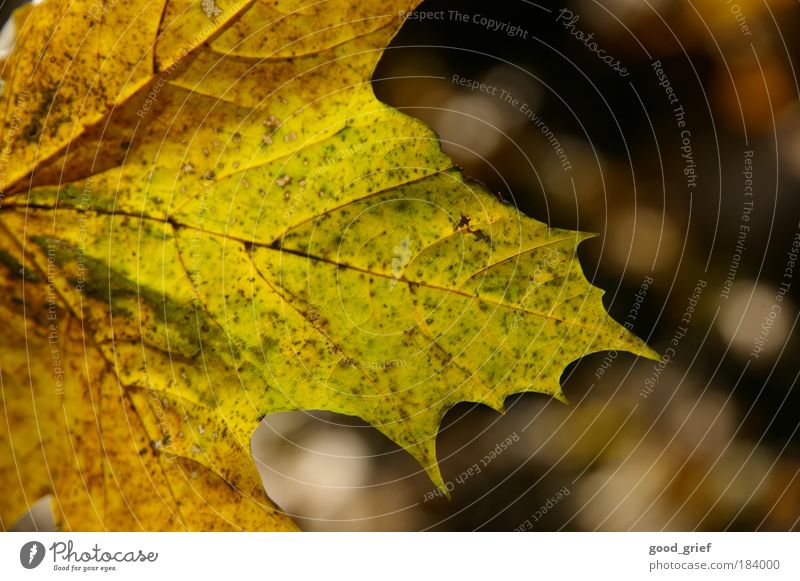 tsbreh Farbfoto mehrfarbig Außenaufnahme Detailaufnahme Menschenleer Textfreiraum rechts Tag Schatten Kontrast Umwelt Natur Pflanze Baum Park Wiese Feld