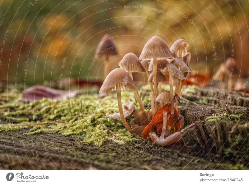 Gruppenbild Natur Pflanze Tier Herbst Moos Park Wald Wachstum Pilz Pilzhut Pilzsucher Farbfoto mehrfarbig Außenaufnahme Nahaufnahme Detailaufnahme Menschenleer