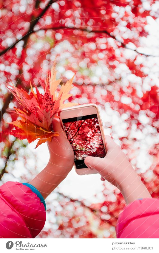 Ein Foto des leuchtenden roten herbstlichen Baums mit Smartphone machen schön Garten Telefon PDA Bildschirm Hand Natur Herbst Blatt Park hell Farbe