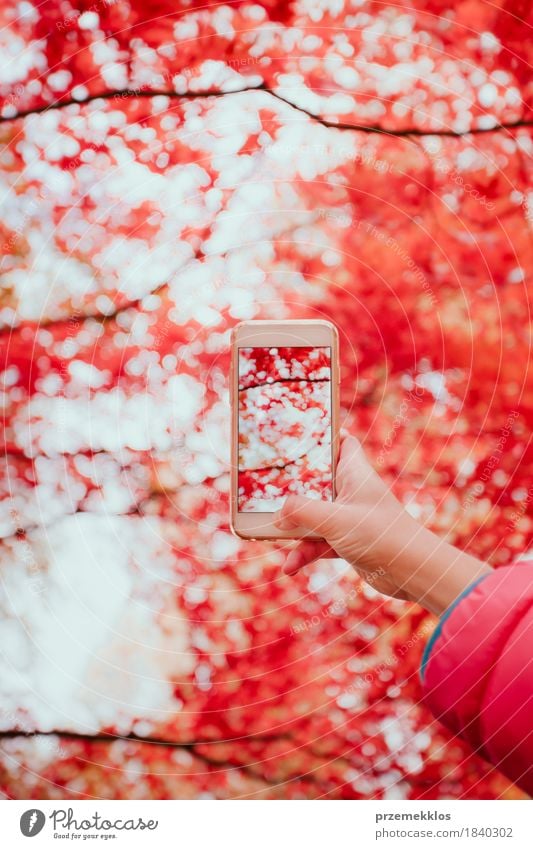 Ein Foto des leuchtenden roten herbstlichen Baums mit Smartphone machen schön Garten Telefon Handy PDA Bildschirm Natur Herbst Blatt Park hell Farbe