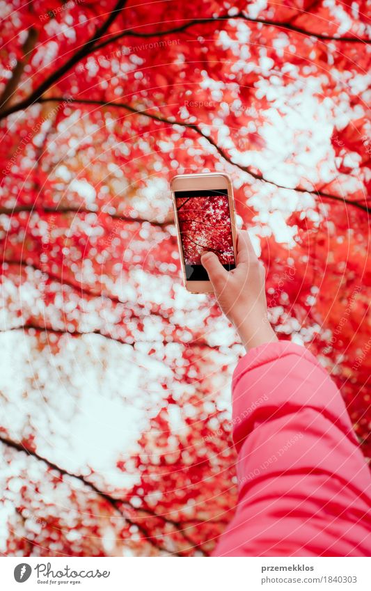 Ein Foto des leuchtenden roten herbstlichen Baums mit Smartphone machen schön Garten Telefon Handy Bildschirm Natur Herbst Blatt Grünpflanze Park hell Farbe