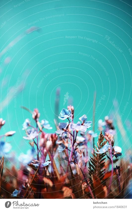 optimismus... Natur Pflanze Himmel Sommer Schönes Wetter Blume Gras Blatt Blüte Veronica Garten Park Wiese Feld Blühend Duft genießen verblüht Wachstum schön