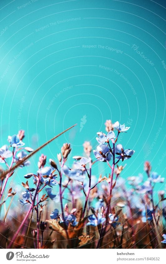 ostereierperspektive | frohe ostern... Natur Pflanze Himmel Frühling Sommer Schönes Wetter Blume Gras Blatt Blüte Veronica Garten Park Wiese Feld Blühend Duft