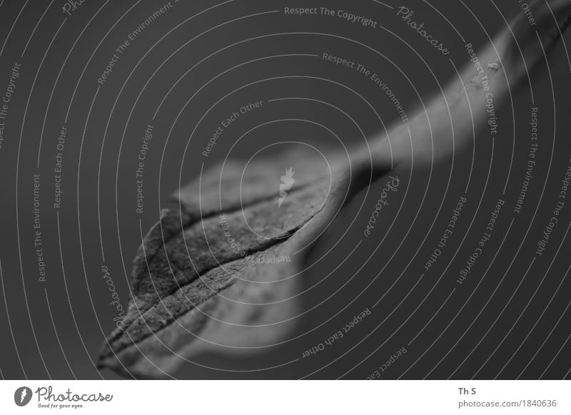 Blatt Natur Pflanze Herbst Bewegung verblüht ästhetisch authentisch einfach elegant natürlich grau schwarz Gelassenheit geduldig ruhig einzigartig abstrakt