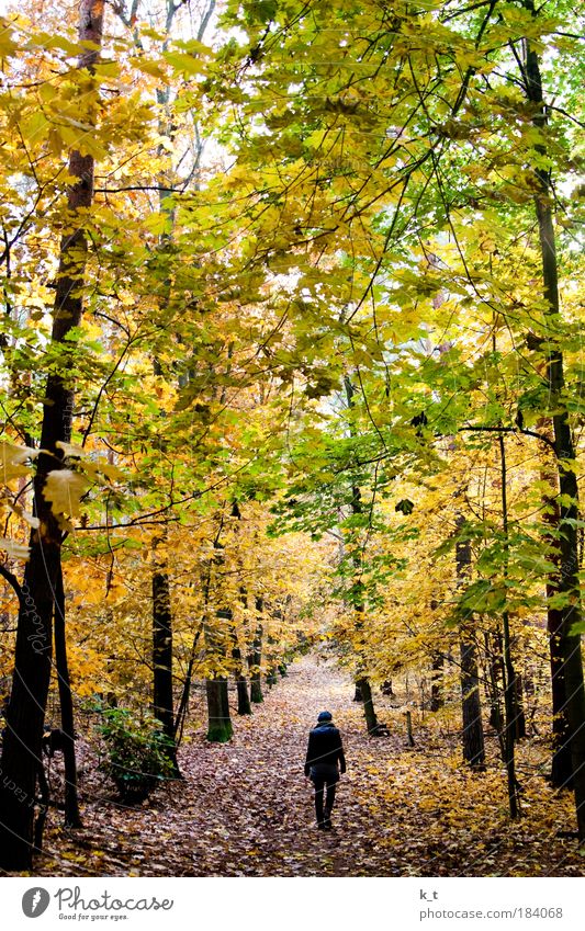 Blaukäppchen allein im Wald Junge Frau Jugendliche 1 Mensch Natur Herbst gehen träumen wandern bedrohlich dunkel groß natürlich gelb grün ruhig Angst Einsamkeit