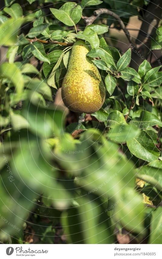 Birnen im Obstgarten. Frucht Sommer Garten Gartenarbeit Natur Pflanze Baum Blatt Wachstum frisch saftig grün Ast Ackerbau Lebensmittel reif organisch Ernte