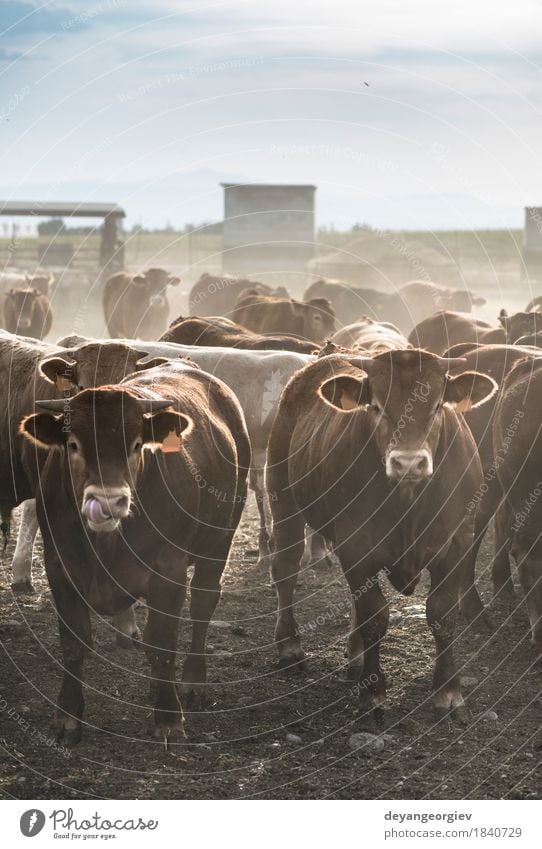 Kälber im Bauernhof für Kalbfleisch Fleisch Sommer Natur Tier Gras Wiese Kuh Herde Fressen grün Wade Rindfleisch Ackerbau ländlich Weide Waden Feld Viehbestand