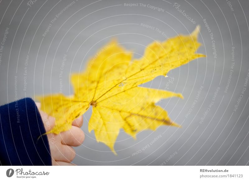 Ahornblatt Hand 1 Mensch 1-3 Jahre Kleinkind Umwelt Natur Herbst Pflanze Blatt festhalten leuchten natürlich gelb Farbfoto Außenaufnahme Nahaufnahme