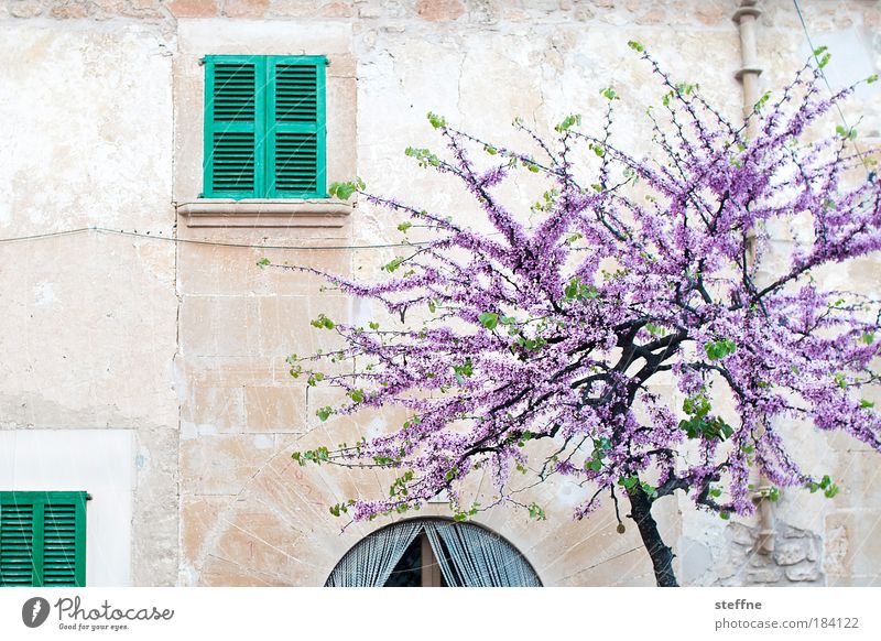 Herbst Farbfoto Außenaufnahme Menschenleer Textfreiraum links Starke Tiefenschärfe Weitwinkel Frühling Schönes Wetter Baum Mallorca Spanien Italien Frankreich