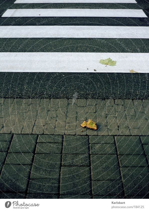 straßen. herbst. Lifestyle Design Städtereise Natur Herbst Blatt Stadt Verkehr Verkehrswege Personenverkehr Fußgänger Straße Wege & Pfade Verkehrszeichen