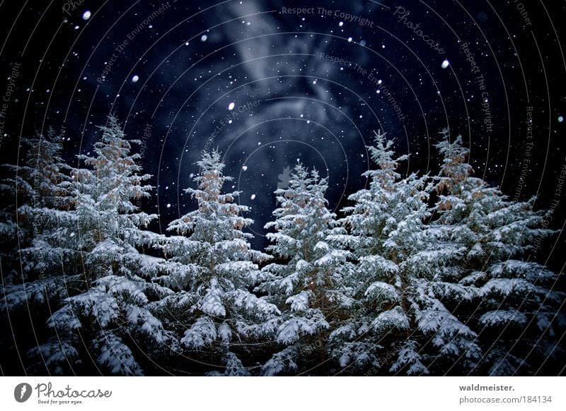 Geist der diesjährigen Weihnachtsnacht Baum Wald gruselig Schneefall Menschenleer Nachtaufnahme Winterwald Märchenwald dunkel Winterstimmung Farbfoto