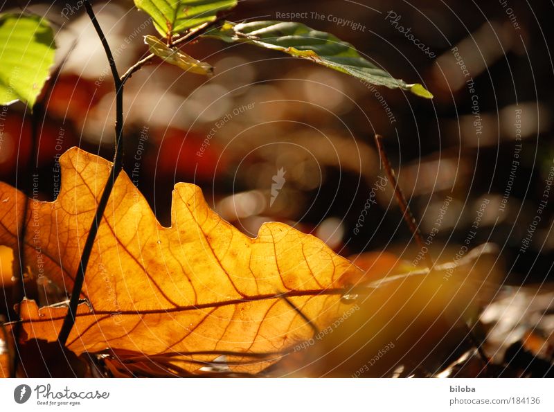 Frühling Farbfoto mehrfarbig Außenaufnahme Nahaufnahme Muster Strukturen & Formen Menschenleer Textfreiraum rechts Abend Licht Sonnenlicht Unschärfe