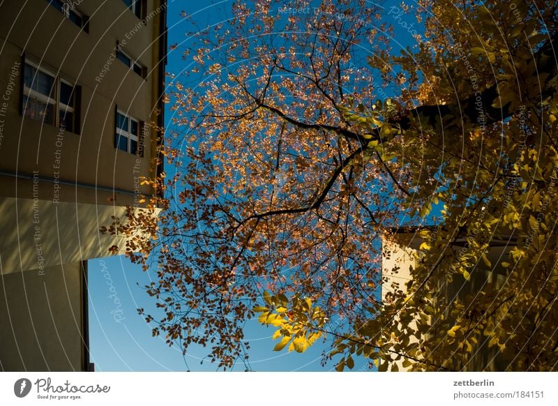 Endlosserie Blatt Gold Herbst Jahreszeiten Herbstlaub Oktober Hinterhof Haus Gebäude Mauer Brandmauer Mieter Vermieter Himmel Morgen Morgendämmerung Sonne hell