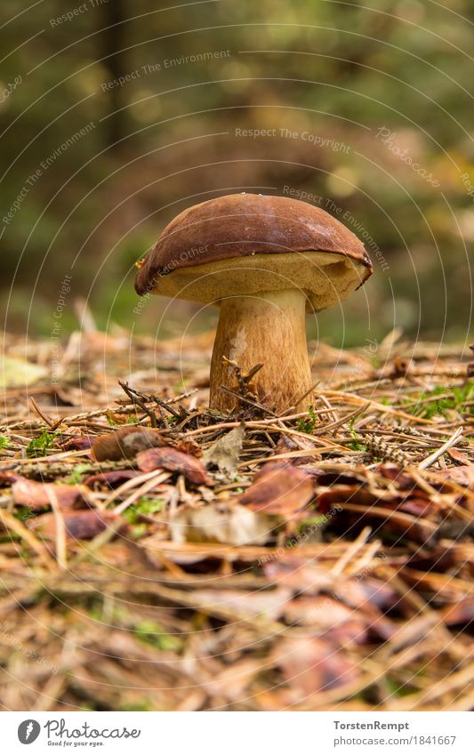 Maronenröhrling Pilz Pilze Umwelt Natur Erde Wald frisch Gesundheit braun grün essbar lecker Bioprodukte biologisch Vegetarische Ernährung Vegan vegetarisch