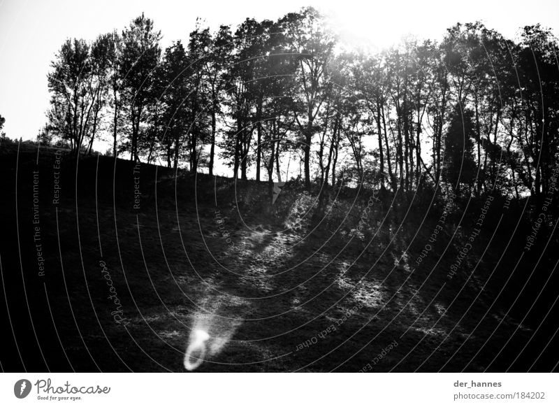 hahnenkamm Schwarzweißfoto Außenaufnahme Experiment Strukturen & Formen Menschenleer Morgen Tag Licht Schatten Kontrast Silhouette Lichterscheinung Sonnenlicht