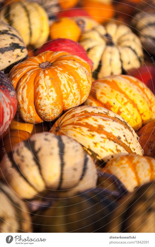 Kürbis Gemüse Ernährung Mittagessen Vegetarische Ernährung Pflanze Essen mehrfarbig gelb grün orange Halloween Kürbisgewächse Lebensmittel Speisekürbis Farbfoto