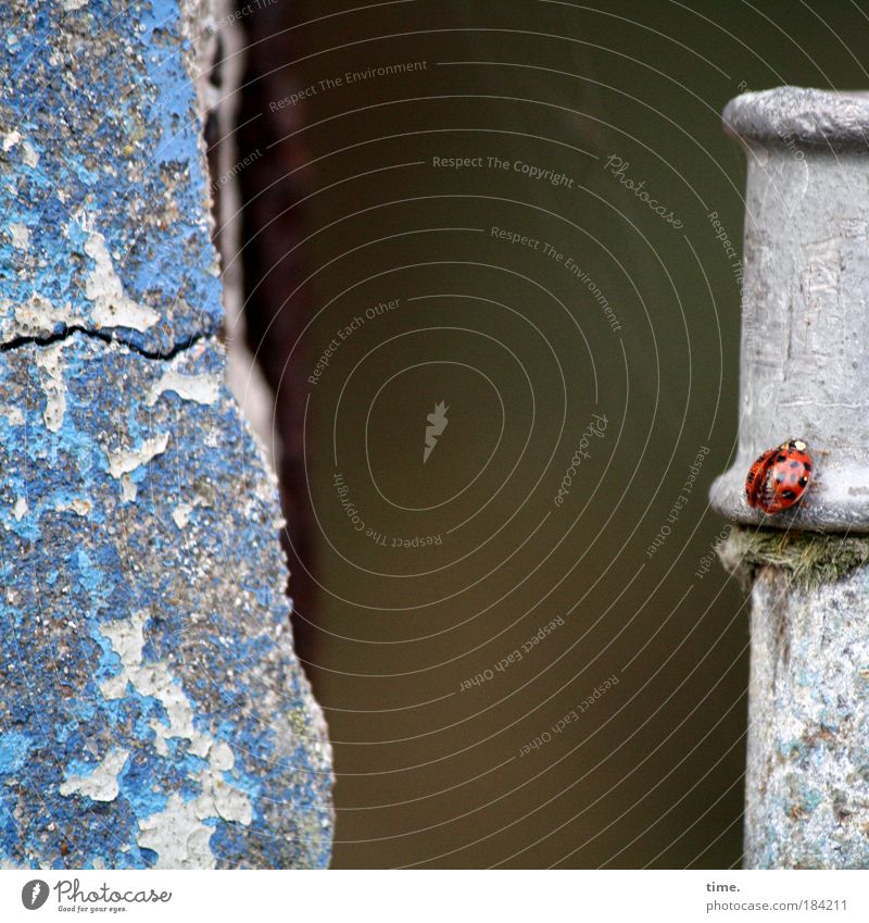 Spätheimkehrer Marienkäfer Käfer Insekt rot schwarz Punkt Rohr Bleirohr Stein Farbe Mauerreste angestrichen Ferne zwei Gelände Riss Beton scharfkantig krabbeln