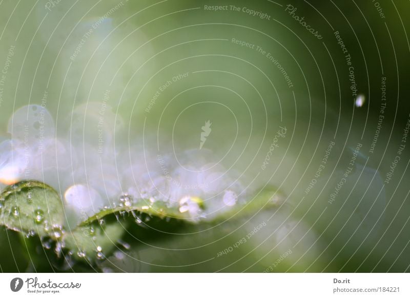 Schärfe ist überbewertet... Natur Pflanze Wasser Sonne Regen Blume Blatt Grünpflanze atmen Blühend Wachstum einfach nass natürlich Vergänglichkeit Herbst