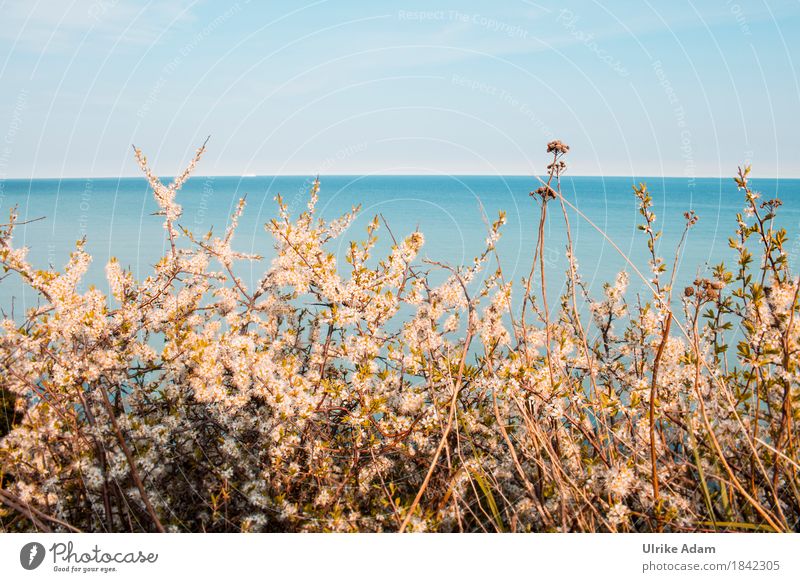 Weißdorn an der Ostsee Design Innenarchitektur Dekoration & Verzierung Tapete Bild Leinwand Postkarte Poster Natur Landschaft Pflanze Wasser Himmel