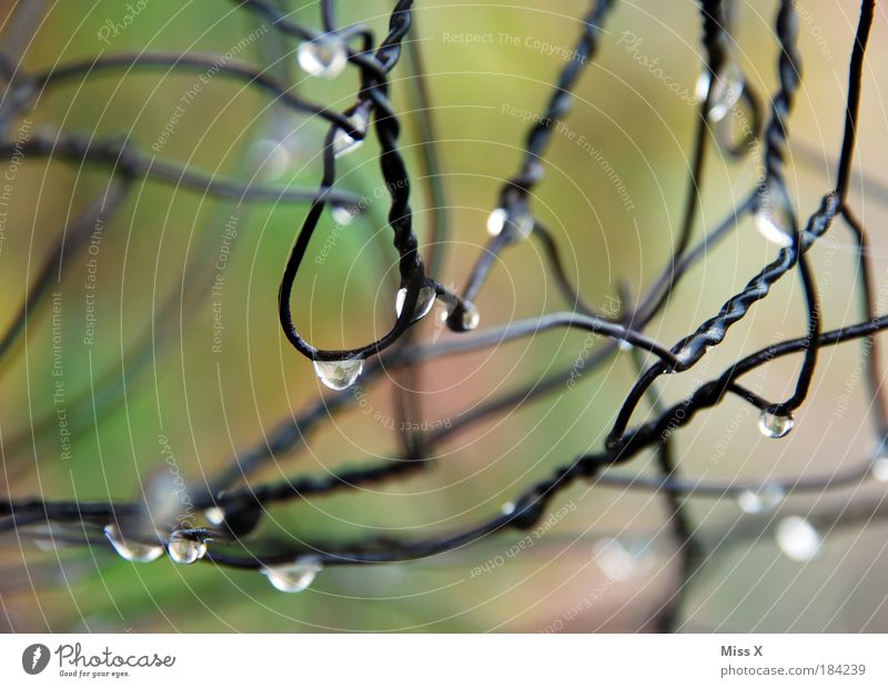 druppels Farbfoto mehrfarbig Außenaufnahme Nahaufnahme Detailaufnahme Makroaufnahme Textfreiraum links Textfreiraum unten Morgendämmerung Tag