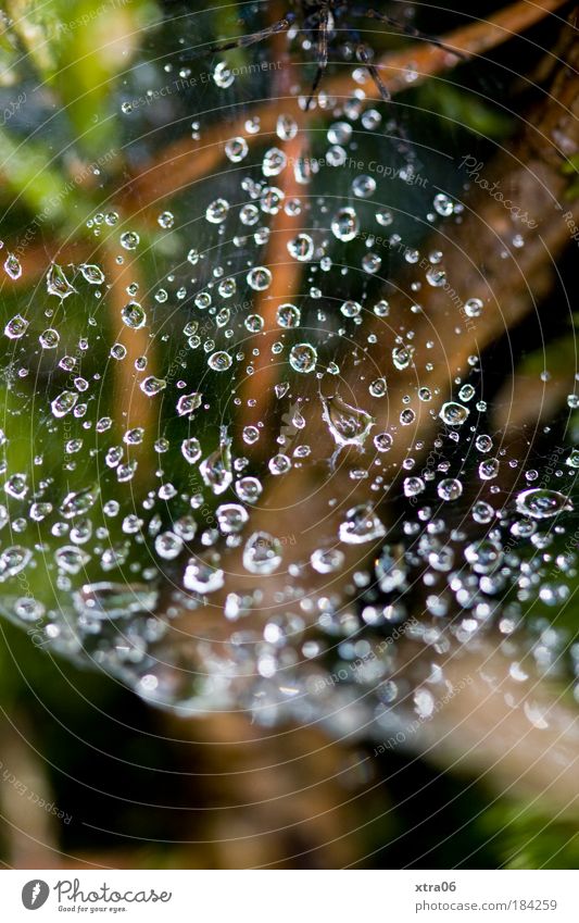 wo ist die spinne? Farbfoto Außenaufnahme Nahaufnahme Detailaufnahme Reflexion & Spiegelung Lichterscheinung Natur Spinne 1 Tier dünn authentisch einfach