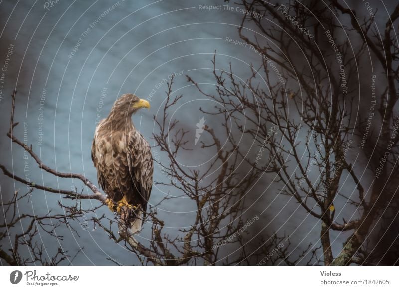 Aquila Natur Küste Fjord Wildtier Vogel Adler Steinadler 1 Tier beobachten braun Kraft freie Wildbahn Greifvogel Norwegen Unschärfe Tierporträt