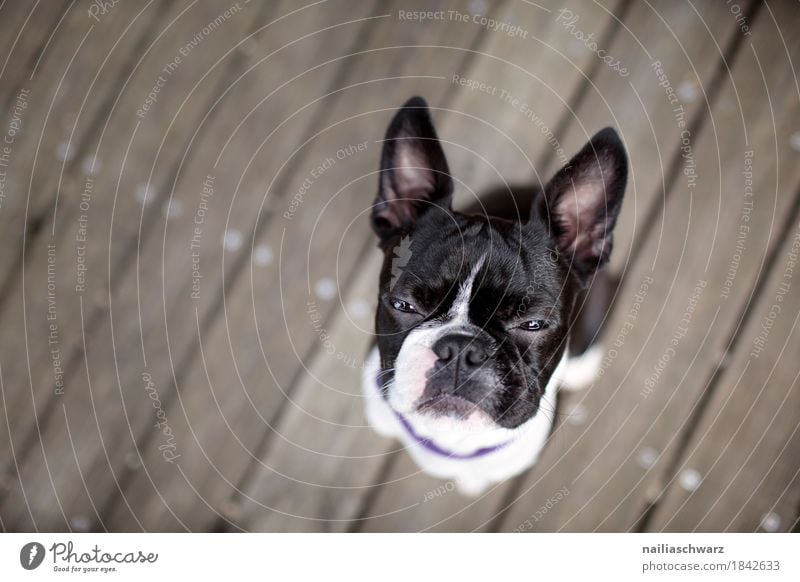 Boston Terrier Portrait Freude Tier Haustier Hund Tiergesicht französische Bulldogge 1 Holz beobachten Blick sitzen Coolness frech lustig niedlich rebellisch