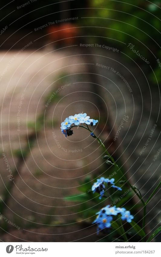 Das Lächeln der Erde Natur Pflanze Sommer Blume Blüte Grünpflanze Garten Stein Beton Linie Blühend Duft entdecken dünn frisch schön blau braun grau Fröhlichkeit