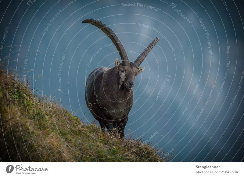 Bock Natur Winter Gras Alpen Berge u. Gebirge Tier Wildtier Steinbock 1 beobachten Coolness stark Stolz Abenteuer Kanisfluh Nebelmeer Horn Stanglechner Forest