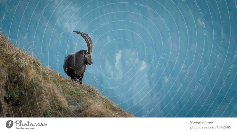 Wächter Natur Herbst Gras Berge u. Gebirge Kanisfluh Tier Wildtier Steinbock 1 alt ästhetisch stark Abenteuer Stolz Nebelmeer Bregenzerwald Österreich Farbfoto