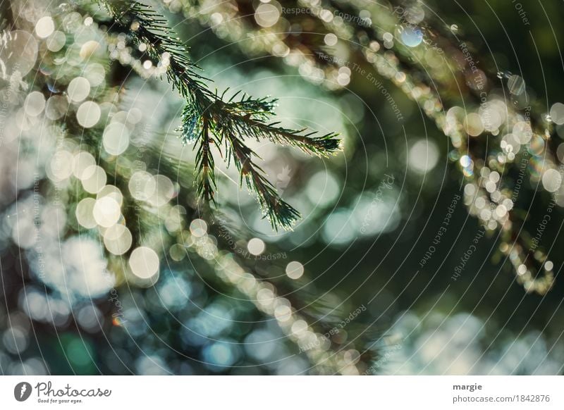 Weihnachtliches Glitzern, Tannenzweig, viele Lichter Feste & Feiern Weihnachten & Advent Eis Frost Schnee Schneefall Baum Grünpflanze blau grün Tannennadel