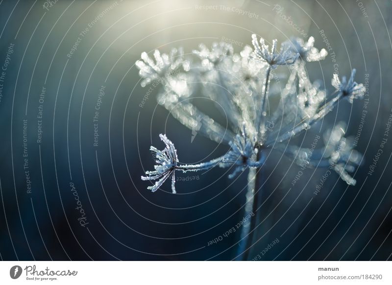 Raureif harmonisch Sinnesorgane Erholung ruhig Gartenarbeit Natur Pflanze Wassertropfen Winter Eis Frost Schnee Sträucher Wildpflanze Park frieren glänzend