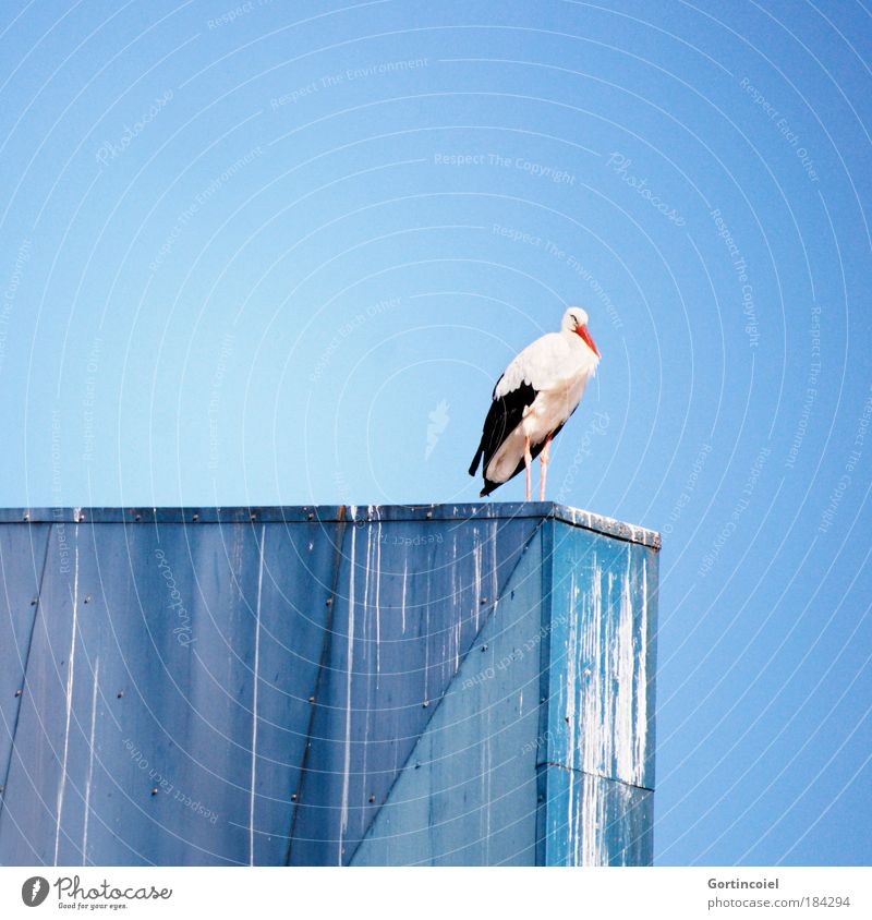 Storch auf Blau Tier Luft Himmel Wolkenloser Himmel Sommer Schönes Wetter Wildtier Vogel Flügel Zugvogel 1 blau Farbe Freiheit ruhen Klarer Himmel Nachkommen