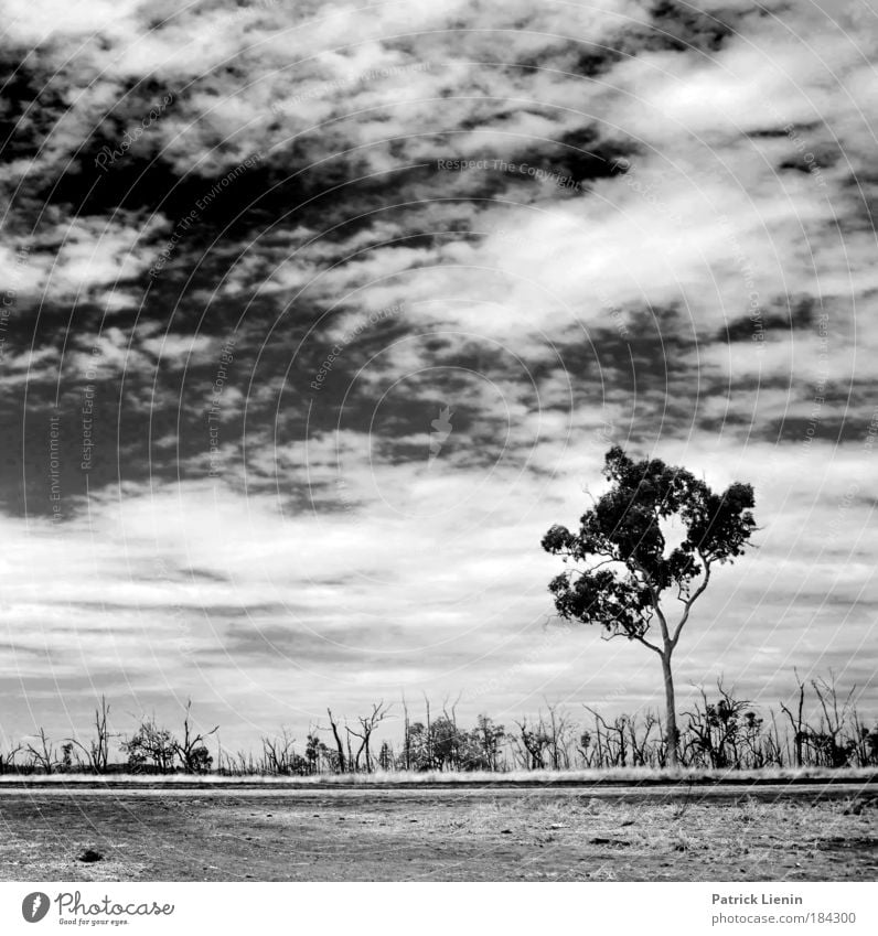 burned trees Umwelt Landschaft Luft Himmel Wolken Klima Wetter Dürre Baum Ferien & Urlaub & Reisen Australien Straße Einsamkeit unterwegs Freiheit beklemmend