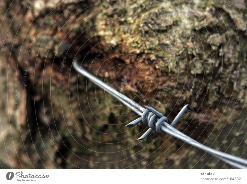 Zeit verbindet Natur Baum Baumstamm Baumrinde Stacheldraht Draht Metall alt fest Spitze braun silber Zusammensein Ausdauer Sicherheit Grenze Stacheldrahtzaun