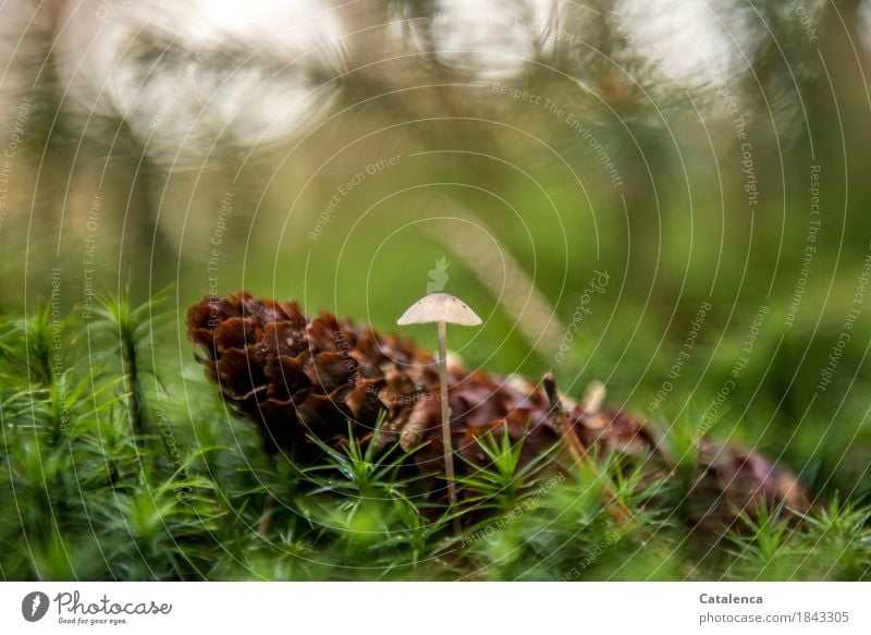 Beistand, Pilz und Fichtenzapfen Natur Pflanze Herbst Moos Zapfen Wald entdecken dehydrieren elegant klein natürlich braun grün Schutz Vorsicht Design Umwelt