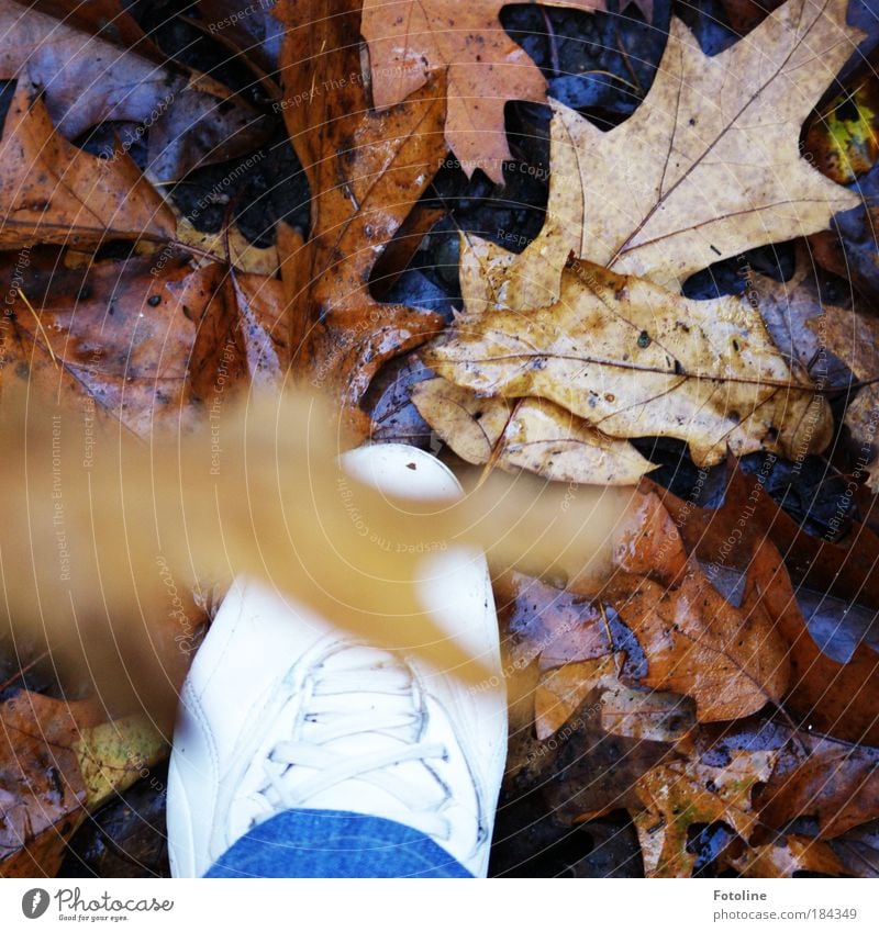 Waldspaziergang Farbfoto mehrfarbig Außenaufnahme Tag Licht Sonnenlicht Unschärfe Mensch Fuß Umwelt Natur Pflanze Erde Herbst Wetter Baum Blatt Wildpflanze