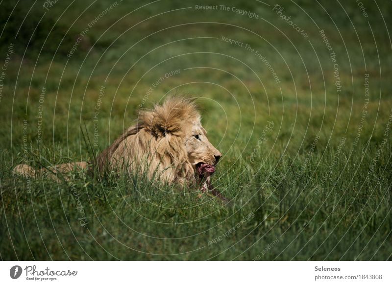 Guten Hunger Essen Ferien & Urlaub & Reisen Tourismus Ausflug Abenteuer Ferne Safari Expedition Wiese Tier Wildtier Tiergesicht Löwe Löwenmähne 1 bedrohlich