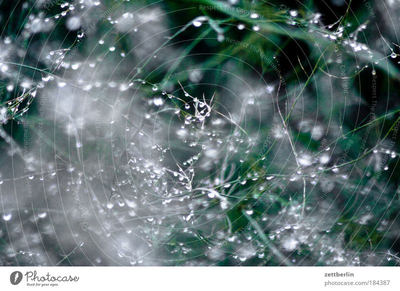 Tropfen Tau Wasser Wassertropfen Regen Sträucher Hecke Ranke Pflanze Sichtschutz Vogelkolonie Herbst Strukturen & Formen Ordnung nass feucht Nieselregen Wetter