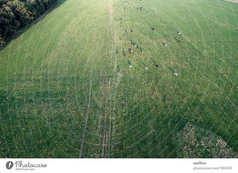 Mühe Farbfoto Gedeckte Farben Außenaufnahme Luftaufnahme Menschenleer Textfreiraum unten Weitwinkel Landschaft Wiese Feld Ballone Nutztier Kuh Tiergruppe Herde