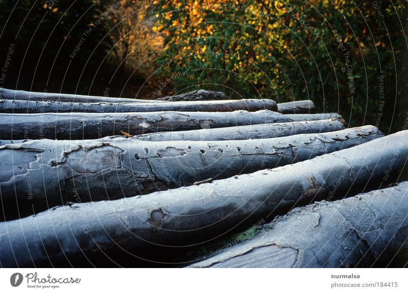 Kaminholz im Frost Farbfoto Morgen Licht Sonnenstrahlen ruhig Forstwirtschaft Umwelt Natur Herbst Eis Baum Zeichen entdecken Erholung frieren glänzend kalt