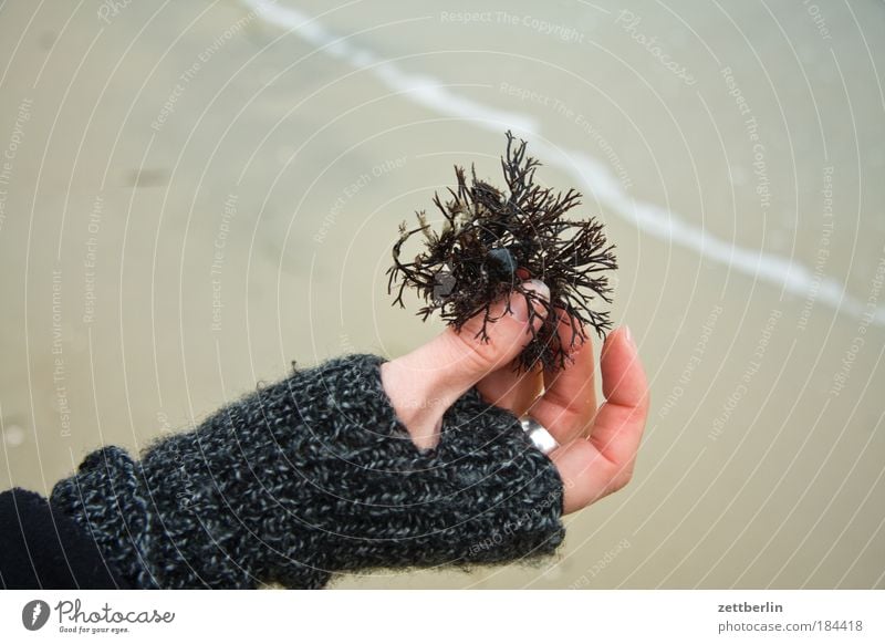 Tang Hand Finger Handschuhe pulswärmer Ring Schmuck Frau Herbst Winter Meer Oktober November Ostsee Rügen Mecklenburg-Vorpommern Körperteile Wasser Strand Küste