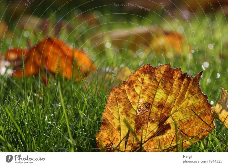 herbstlich... Umwelt Natur Pflanze Wassertropfen Herbst Gras Blatt Garten glänzend leuchten liegen dehydrieren authentisch klein nass natürlich braun gelb grün