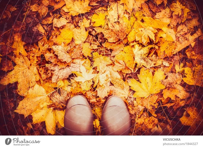 Gummistiefel auf Herbstlaub Lifestyle Design Ferien & Urlaub & Reisen Garten Mensch Fuß Natur Schönes Wetter Blatt Park Wald gelb Hintergrundbild November