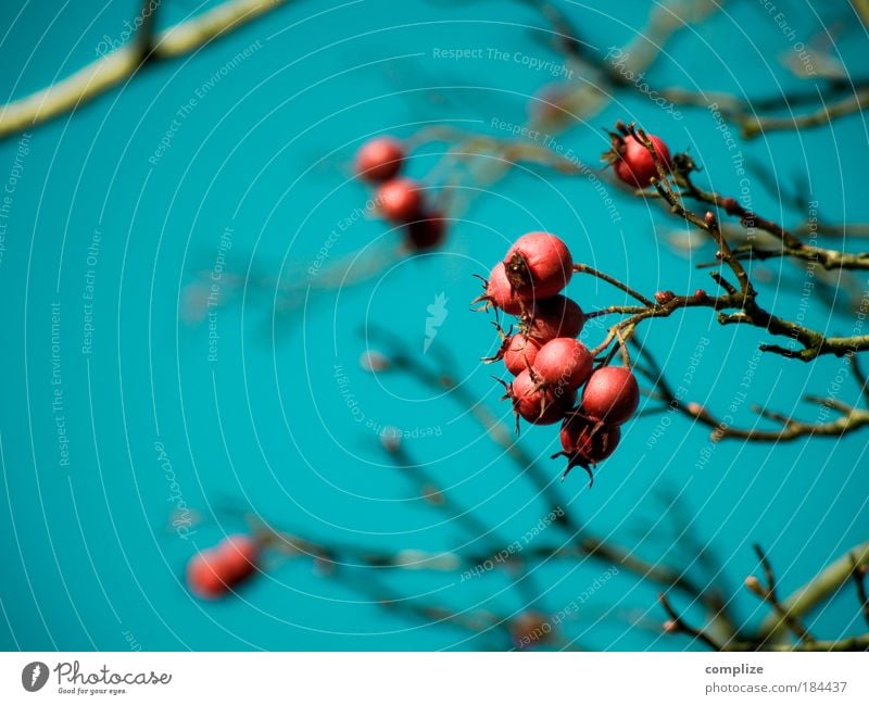 Vogelperspektive Farbfoto Textfreiraum links Textfreiraum unten Tag Ernährung Natur Himmel Wolkenloser Himmel Herbst Winter Baum Sträucher Blüte exotisch blau