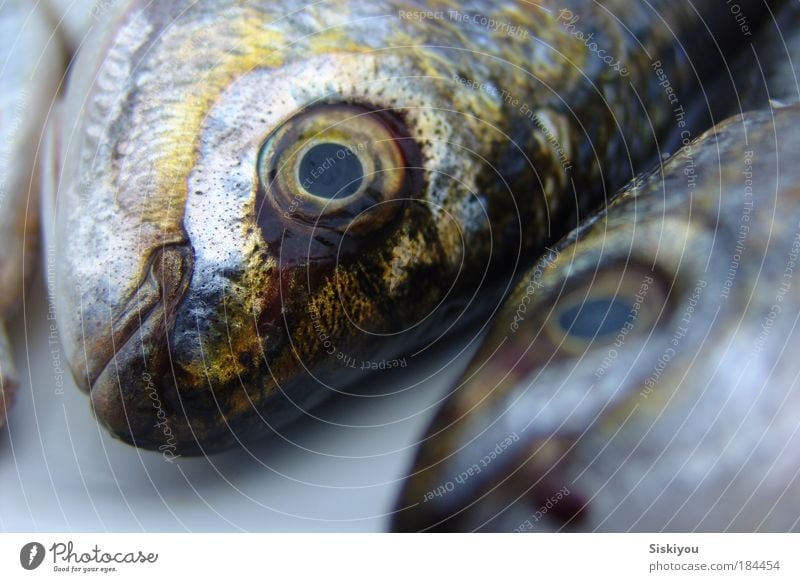 mute as a maggot Farbfoto Außenaufnahme Menschenleer Starke Tiefenschärfe Tierporträt Blick Fisch Angeln Meer Gastronomie Natur Wasser Fischerboot Totes Tier 1